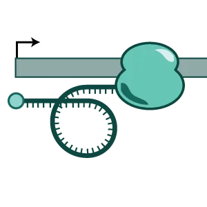 mRNA vaccine design and mRNA manufacture of personalised cancer vaccines